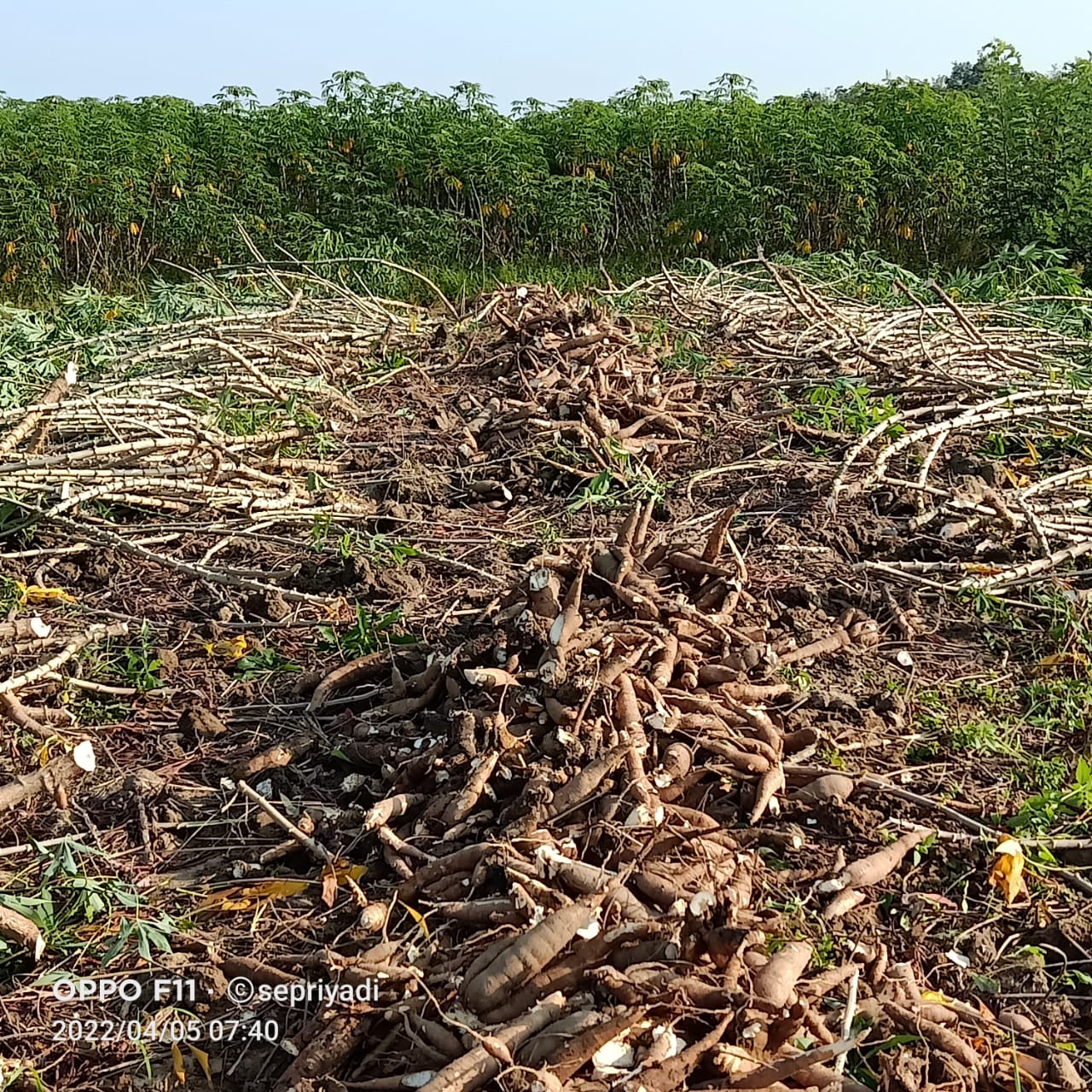Miris! Petani Singkong di Tubaba Merugi