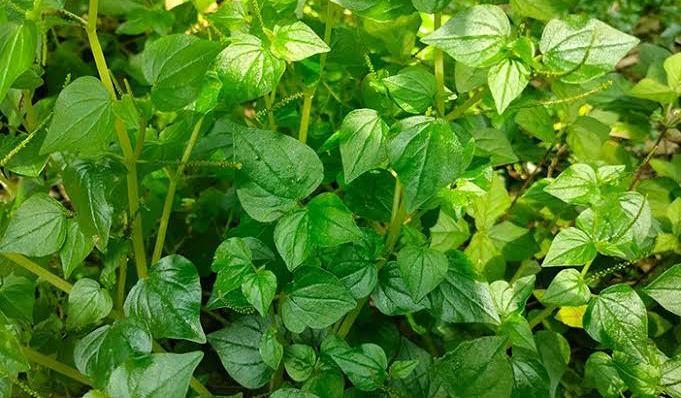 Mudah Didapatkan, Ini 3 Tanaman Herbal untuk Menyembuhkan Penyakit Mata