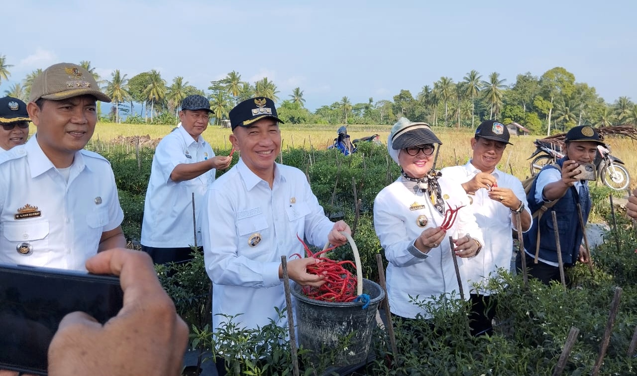 Pj. Bupati Panen Cabe Merah Kresna, Optimistis Tanggamus Lampung Swasembada Cabe