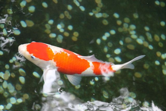 Kohaku, Si Raja Ikan Koi Dengan Warna Merah Putih yang Memukau