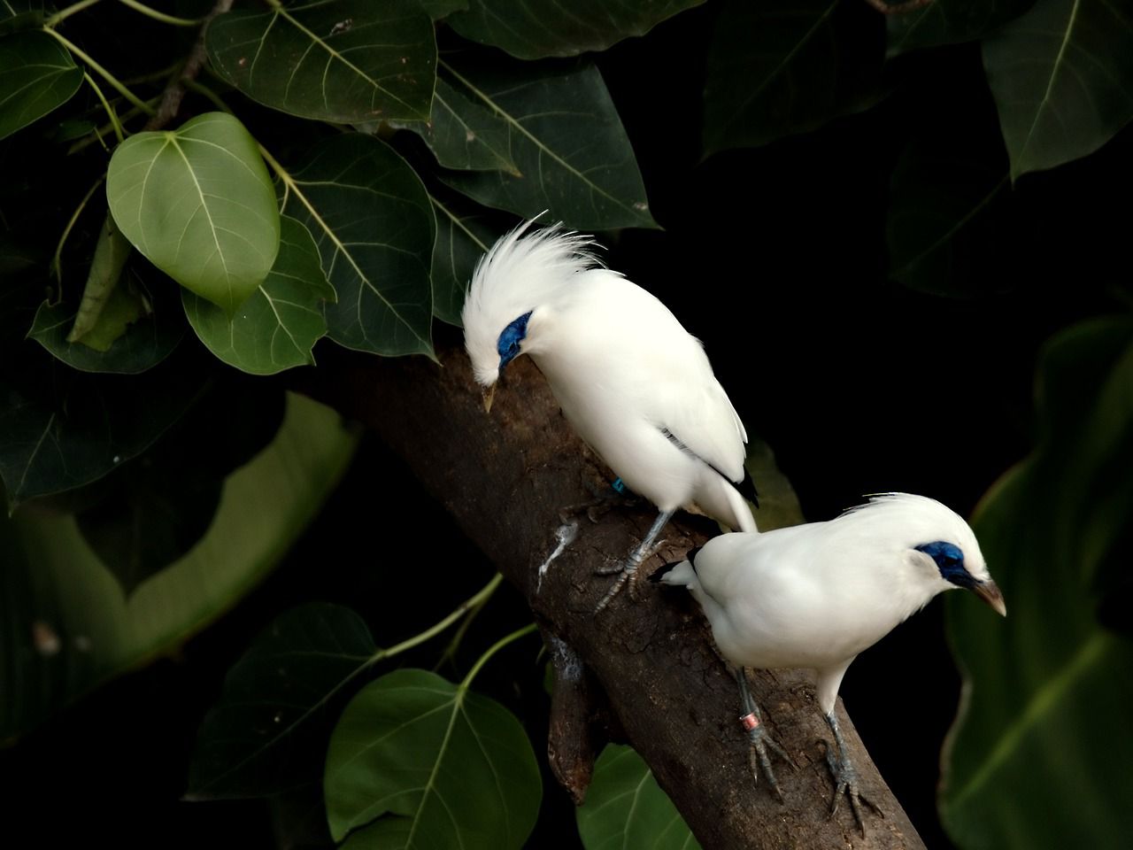 5 Burung Asli Indonesia Unik dan Eksotis yang Menarik Perhatian Dunia, Apa Saja Itu?