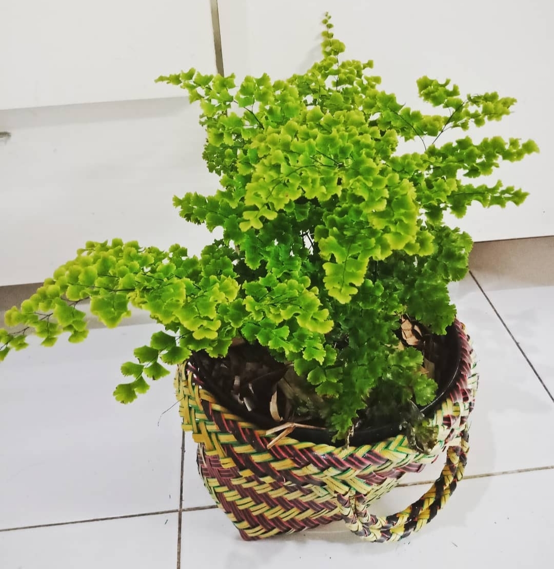 Deretan Tanaman Hias sebagai Penetral Racun Dalam Ruangan, No.6 Bisa Mengurangi Efek Radiasi dari Komputer