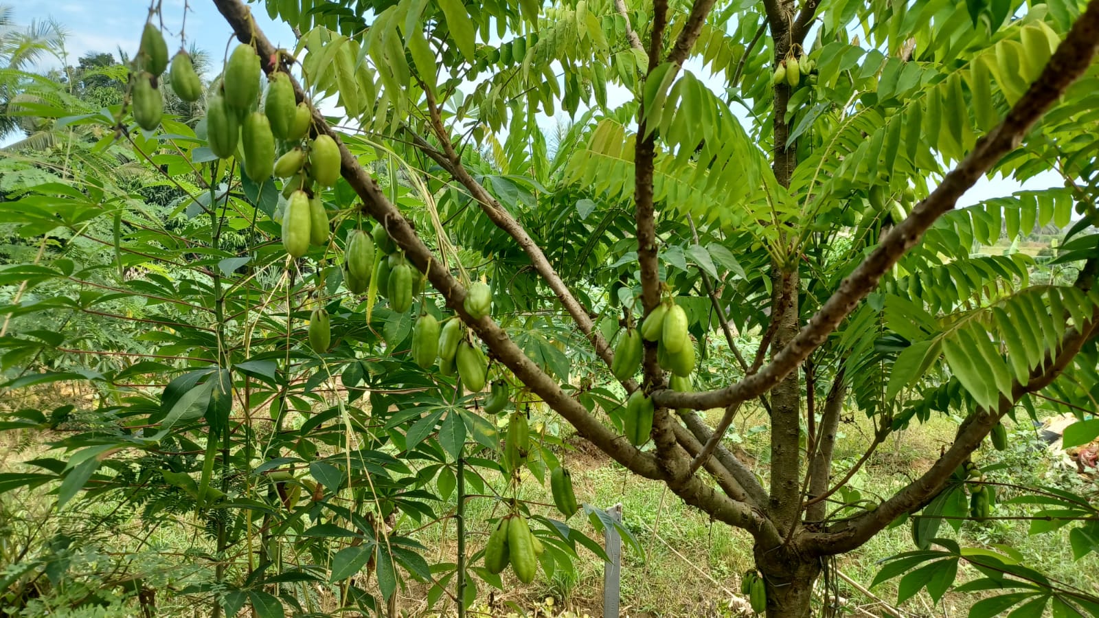 Manfaat Belimbing Wuluh untuk Kesehatan dan Efek Sampingnya