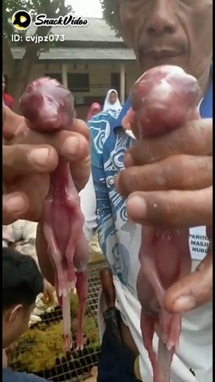 Viral Sapi Jantan Ini Miliki Dua Janin