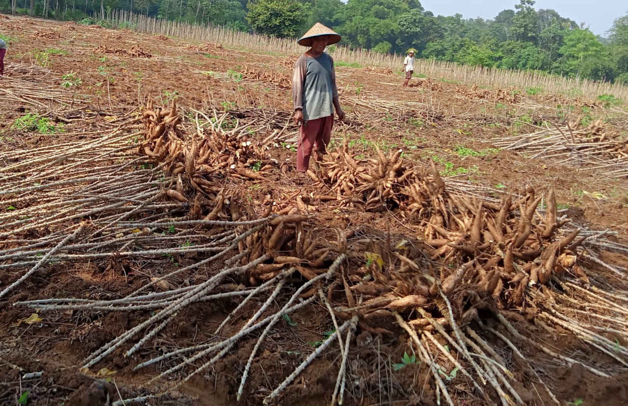 Berikut Ini Daerah Penghasil Singkong di Indonesia, Ternyata Salah Satunya di Lampung Loh