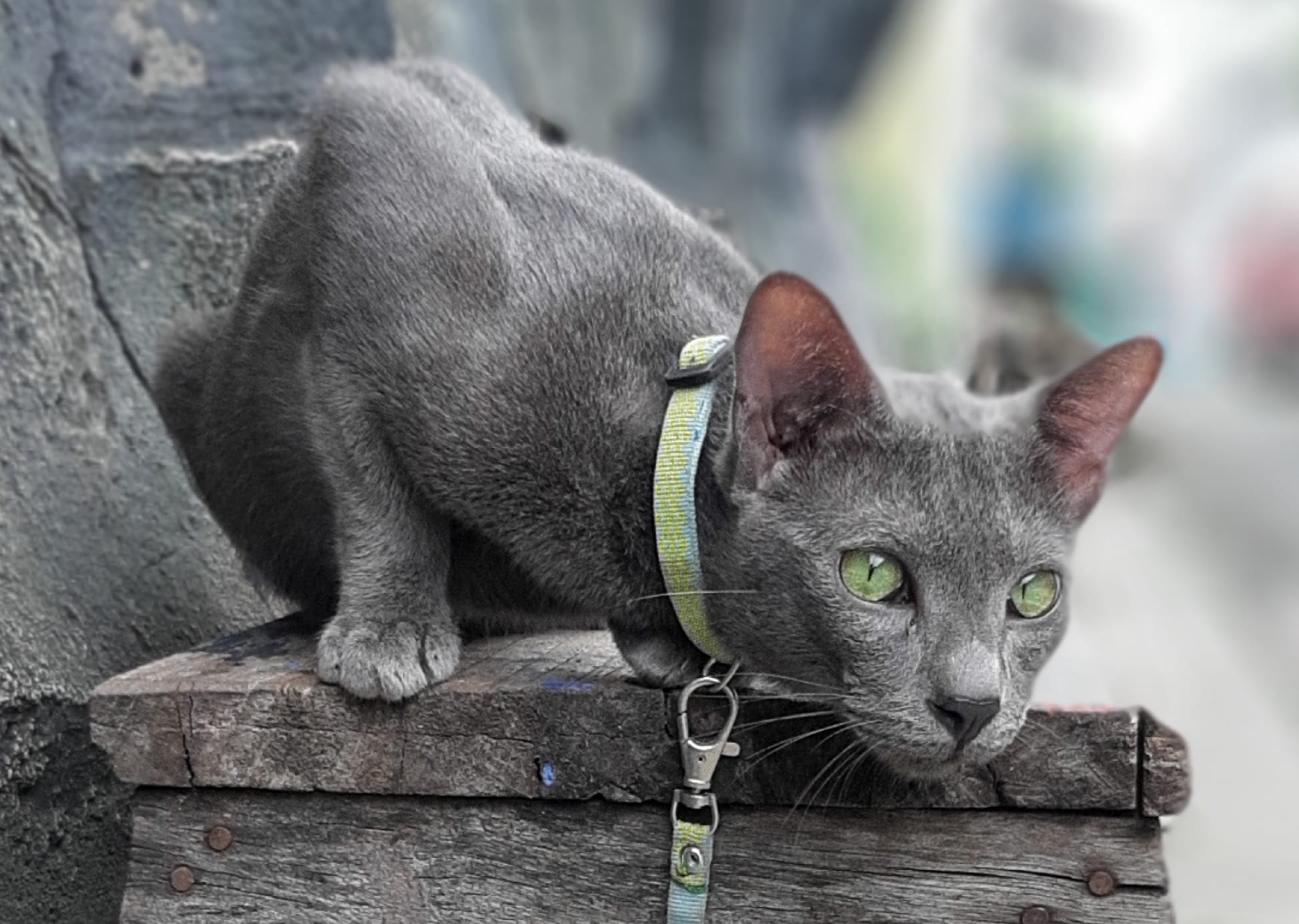 Mengenal Kucing Busok, Kucing Asli Indonesia yang Diakui Dunia