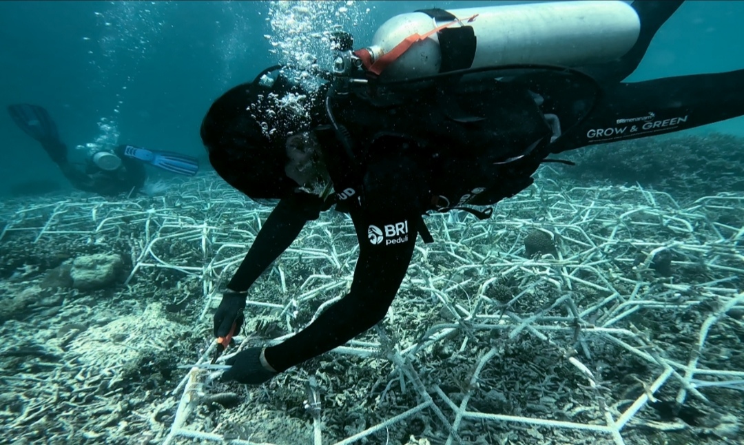Jaga Ekosistem Laut Tetap Lestari, Aksi Nyata BRI Menanam - Grow and Green di Pulau Kapoposang