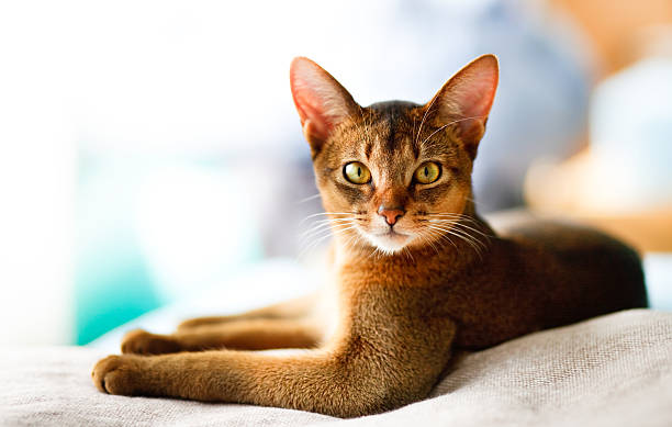 6 Ras Kucing dengan Telinga Lebar dan Besar