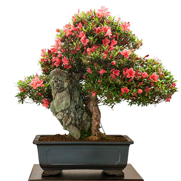 Cara Membuat Bonsai Bunga Sepatu