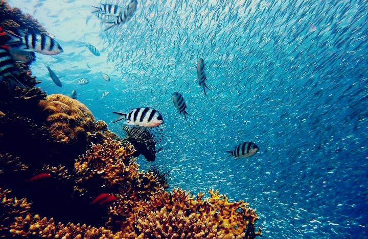 Ternyata Ikan Bisa Tidur, Bagaimana Caranya Ya?