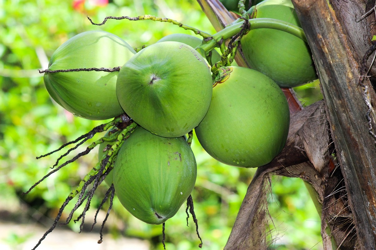 Kamu Wajib Tau! Selain Segar dan Enak, Ternyata Ini 5 Manfaat dari Buah Kelapa Muda