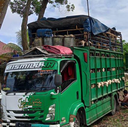 Ratusan Ekor Domba Rentan Penyakit Kuku dan Mulut Asal Langkat Diamankan Petugas