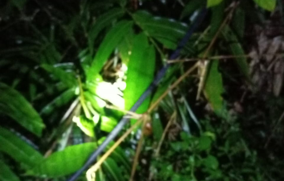 Listrik Padam di Tanggamus, Ternyata Ini Penyebabnya