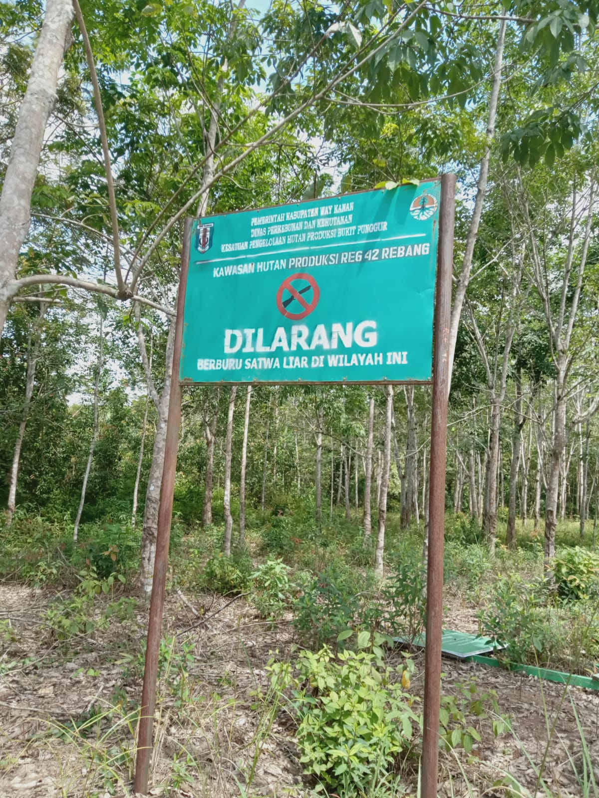 Perusakan Hutan di Way Kanan Semakin Tidak Terbendung, Tokoh Adat Ini Sesalkan Perusahaan yang Tak Ditindak