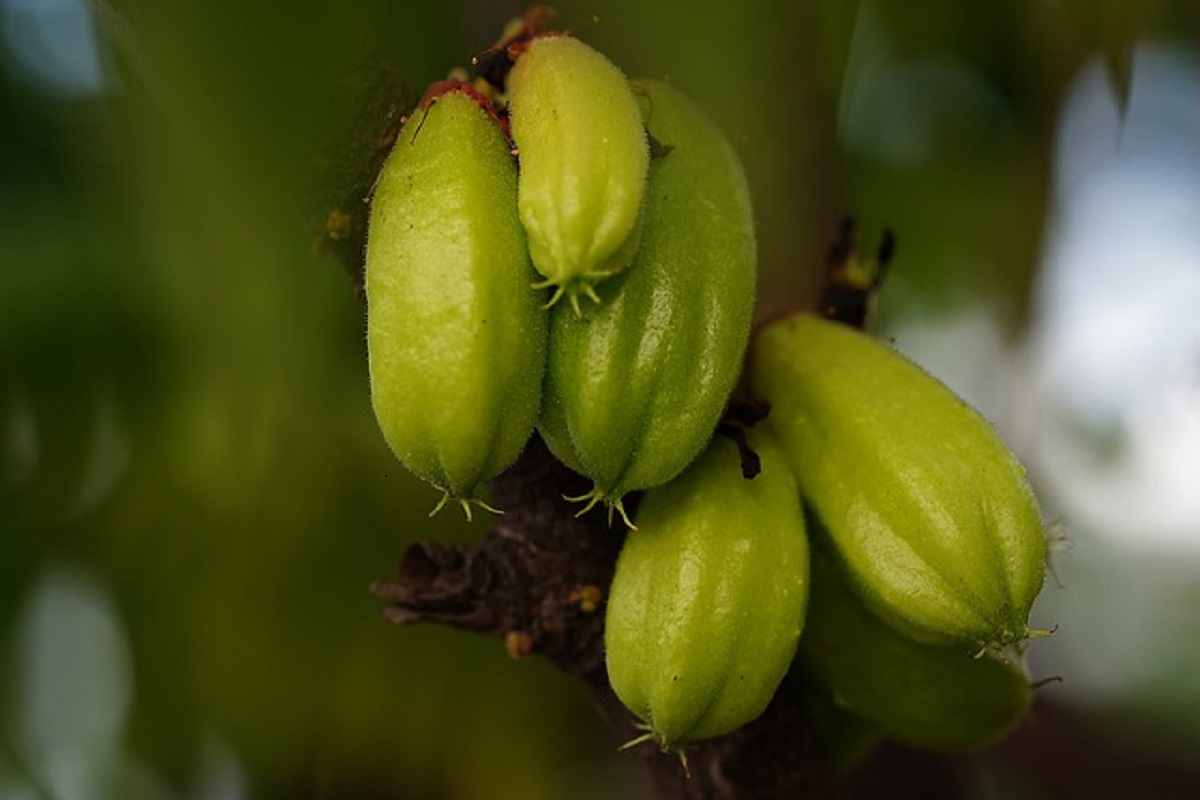Catat! 2 Bahan Alami Ini Bisa Menyembuhkan Panu dengan Mudah dan Cepat