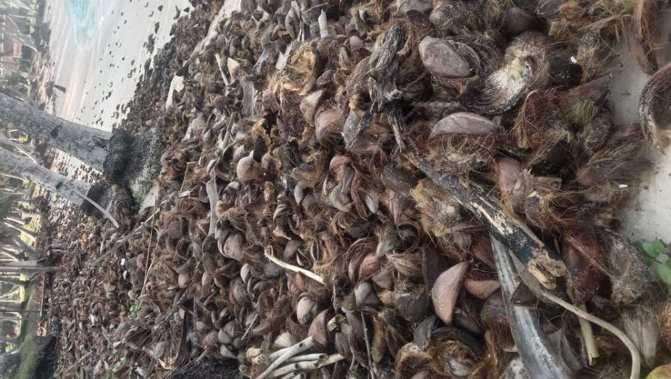Pantai Benawang di Pesisir Barat Penuh Dengan Limbah Kulit Kelapa
