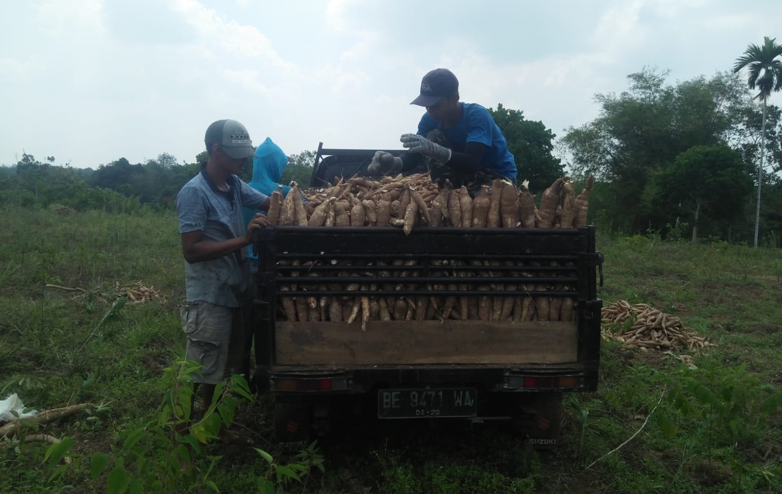 Harga Jual Anjlok, Petani Singkong Way Kanan Menjerit