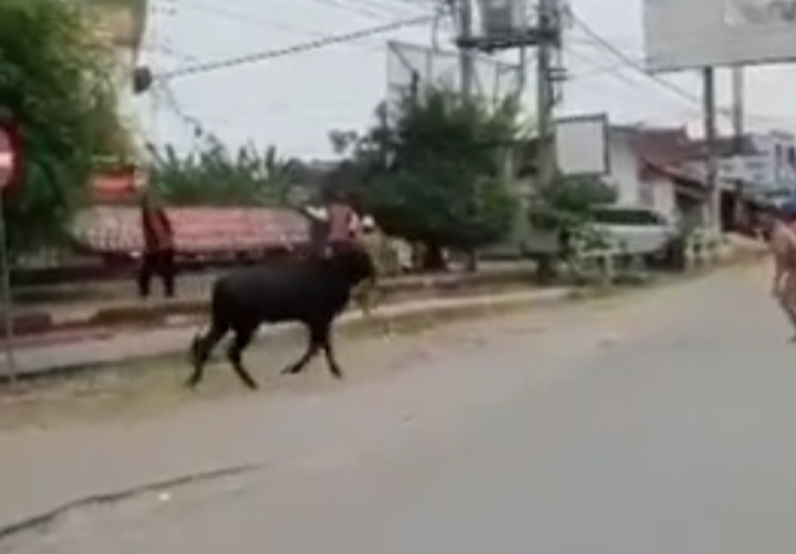 Heboh, Sapi Kurban di Pringsewu Kabur ke Jalan Raya
