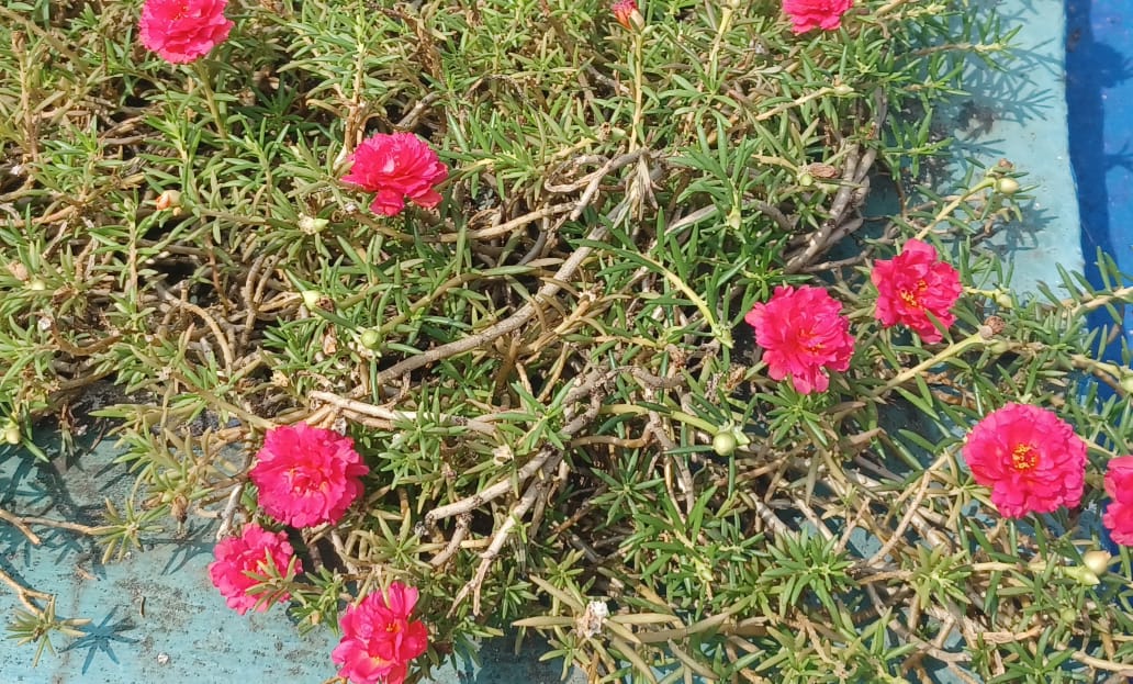 Bukan Hanya Rumput Liar, Ternyata Krokot juga bisa untuk Tanaman Hias dan Bermanfaat bagi Kesehatan