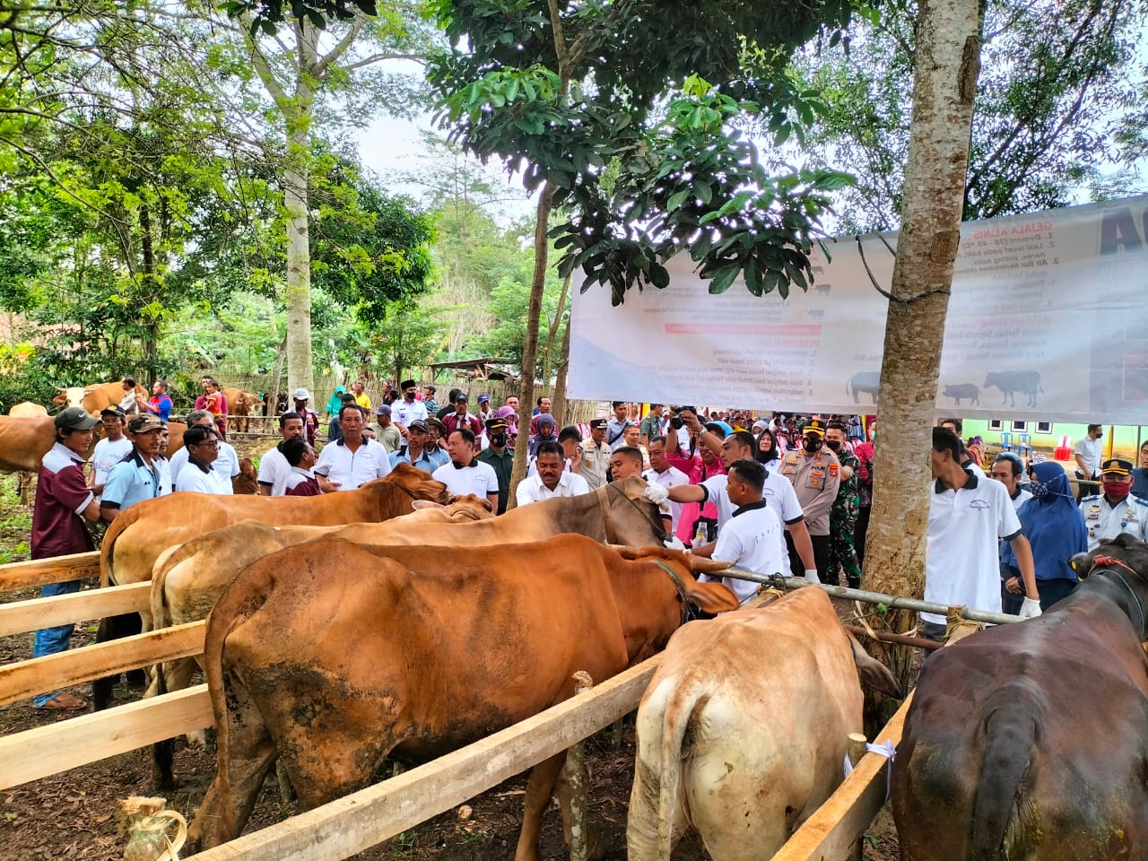 Tahap Vaksinasi Hewan Ternak Cegah PMK Dimulai di Tubaba