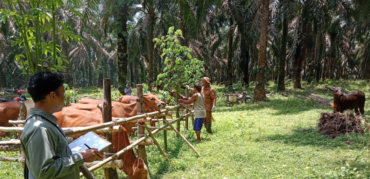 Dinas Pertanian Mesuji Intensifkan Vaksinasi Jelang Idul Adha, Kambing dan Sapi jadi Sasaran