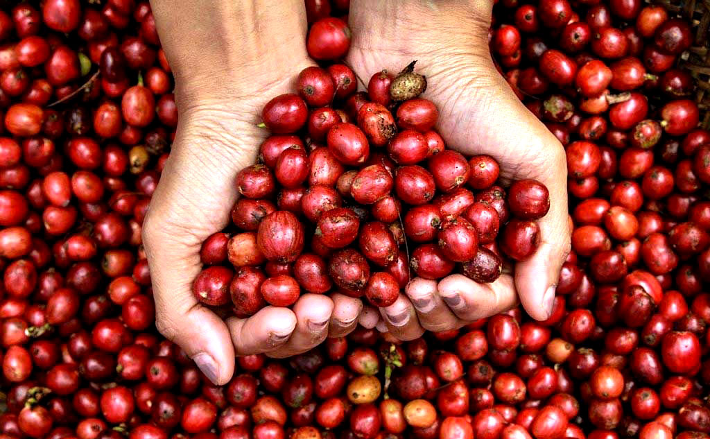Hanya Tahu Robusta atau Arabika? Yuk Kenalan Dengan Liberika dan Excelsa, Dua Jenis Kopi Beraroma Kuat