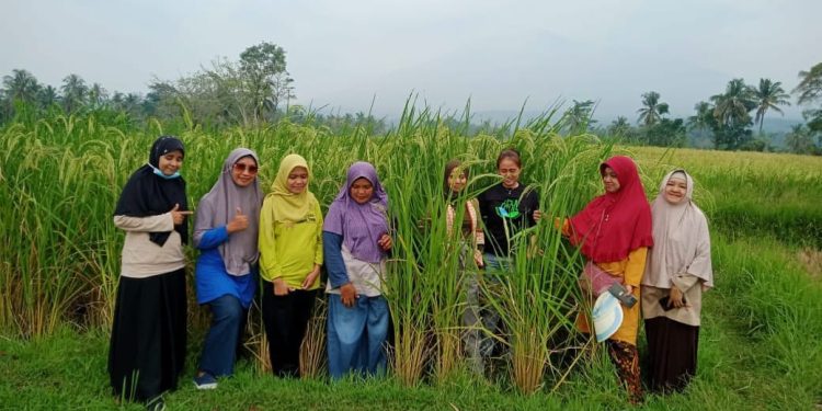 Lampung Tak Masuk 5 Daerah Penghasil Padi Tertinggi di Indonesia