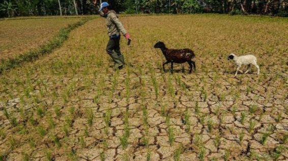 Pemerintah Siapkan Strategi Hadapi Serangan El Nino 2023 yang Mengancam 32 Provinsi