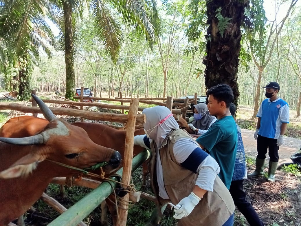 Sebanyak 4.990 Ekor Ternak di Mesuji Sudah Divaksin PMK