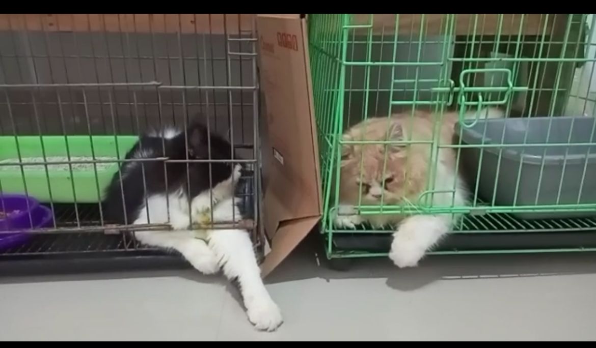 Perlu Disimak, Berikut Tips Bersihkan Kandang Kucing, Ternyata Perlu Konsisten
