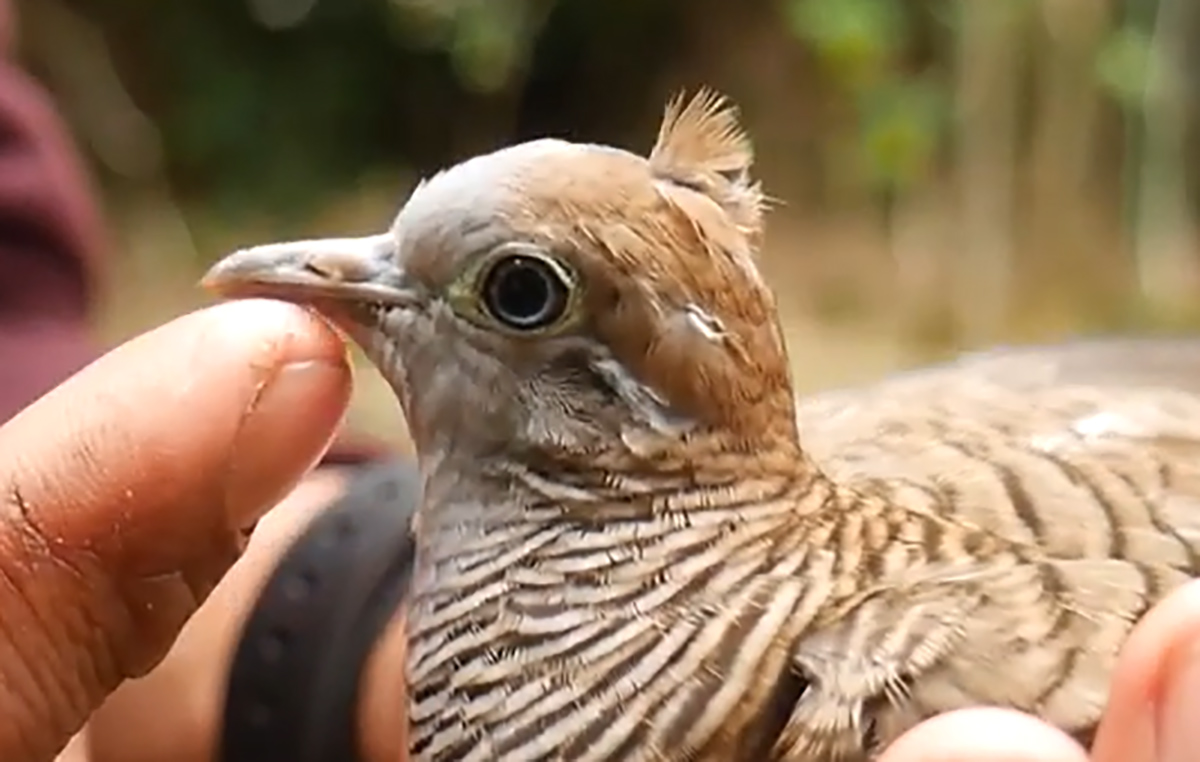 7 Jenis Burung Perkutut yang Menjadi Peliharaan Para Raja, Nomor 3 Disebut Pemilik Tuah Tertinggi