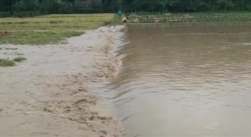 Puluhan Hektare Sawah di Suoh Terendam, Ancaman Gagal Panen Mengintai