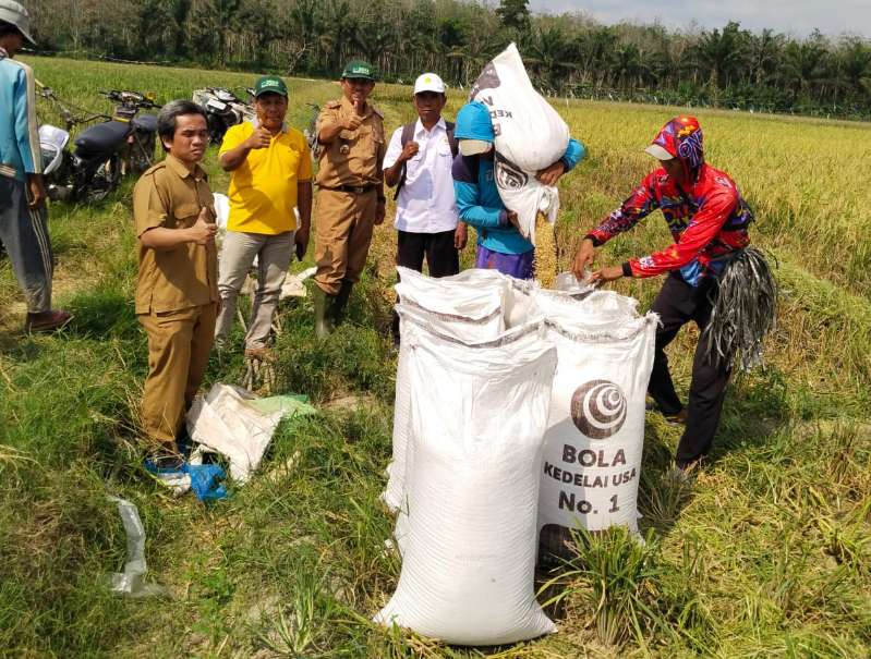 MT I Sudah Mulai, Petani di Metro Diminta Lakukan Percepatan Tanam