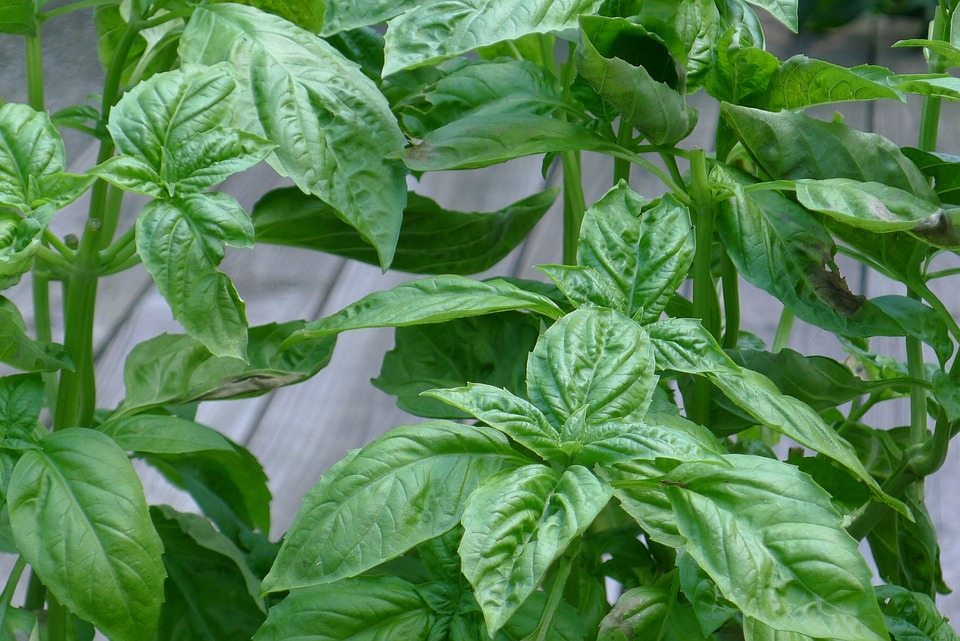Perlu Diketahui! 8 Manfaat Daun Kemangi untuk Kesehatan Tubuh