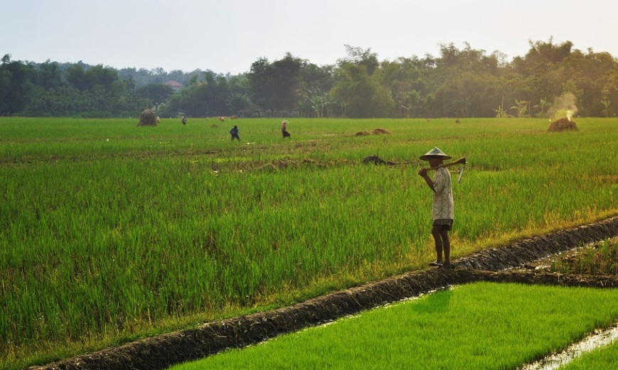 Produksi Terancam Turun, Petani Butuh Bantuan Agri Input