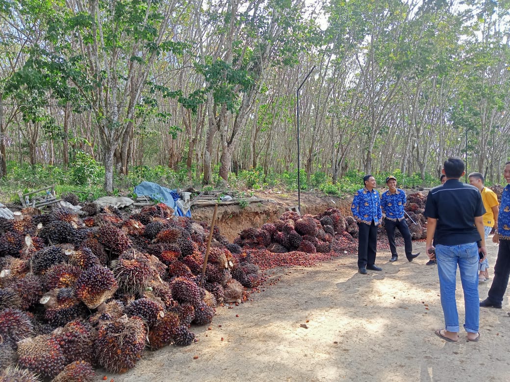 Harga TBS Sawit di Mesuji Terus Turun, Kini Rp 2.200 Perkilogram