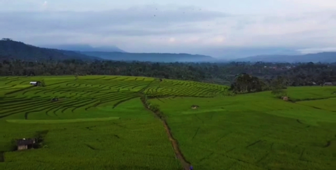 Mulai Dari Sungai Way Kabul hingga Sawah Terasering, Pesona Keindahan Desa Wisata Datar Petay Lampung Barat