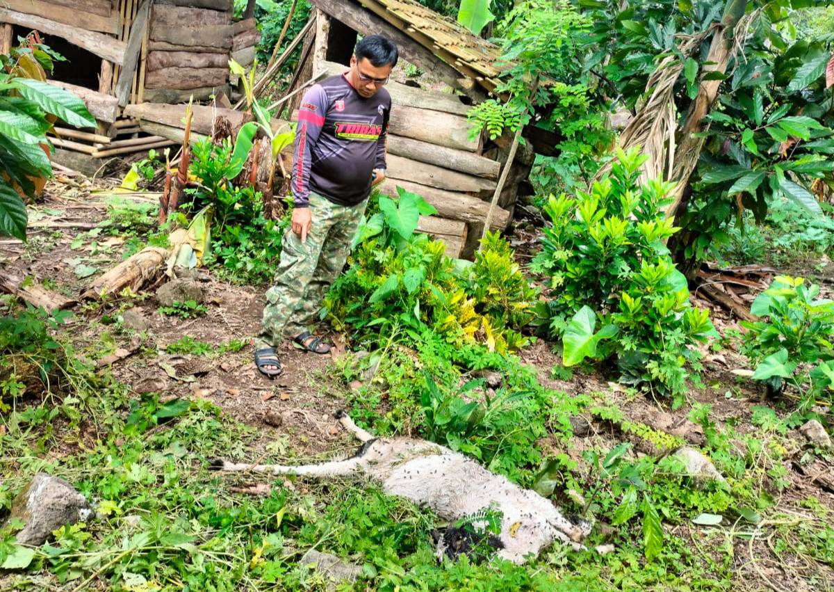 Binatang Buas Masuk Permukiman di Suoh Lampung Barat 2 Ekor Kambing Ditemukan Mati Mengenaskan