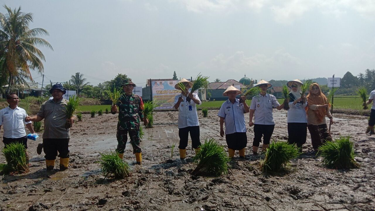 DKPP Pesisir Barat Gelar Temu Lapang Percepatan Tanam Padi
