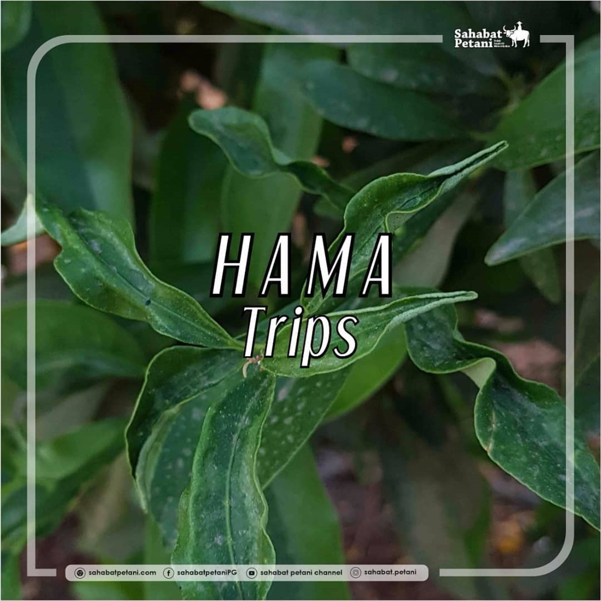 Rekomendasi 12 Bahan Aktif Insektisida Efektif untuk Mengendalikan Hama Thrips pada Tanaman