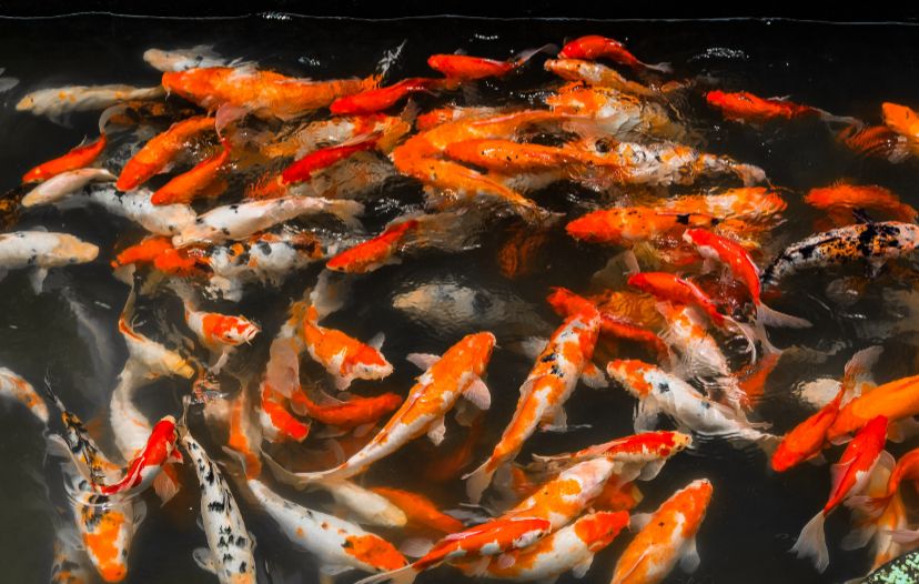 Wajib Tahu! Tips Merawat Ikan Koi Supaya Tetap Sehat dan Aktif
