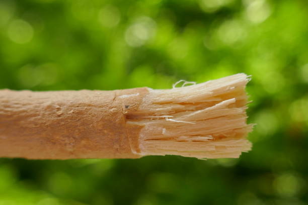 Mengenal Apa Itu Siwak dan Macam-macam Manfaatnya untuk Kesehatan