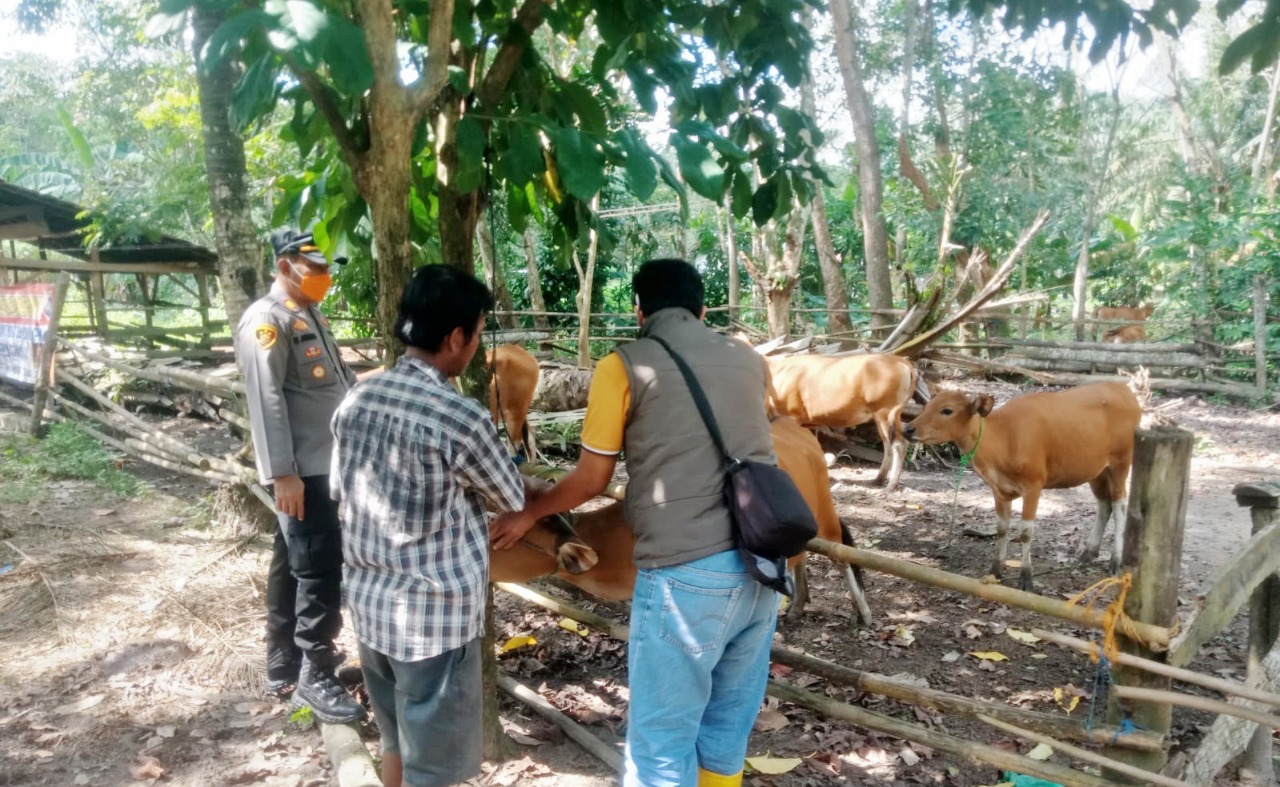 Ternak Terjangkit PMK Tembus 443 Ekor, Pemkab Tulang Bawang Segera Vaksinasi Kedua