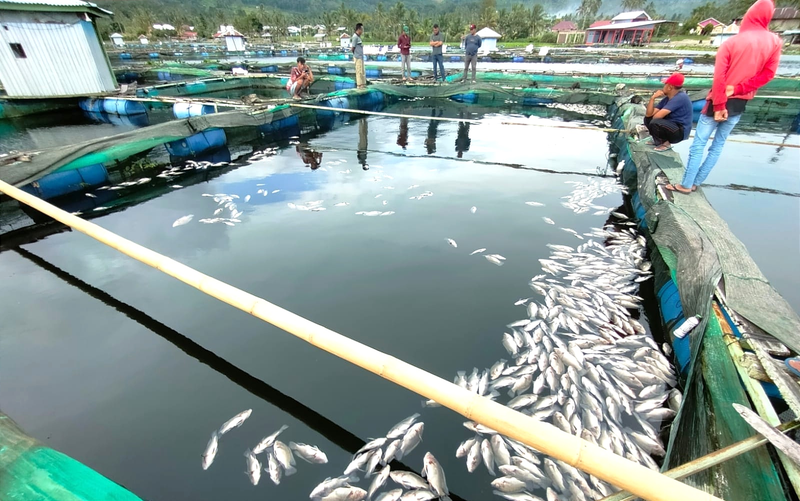 The Phenomenon of The Death of Tens of Thousands of Fish in Lake Ranau