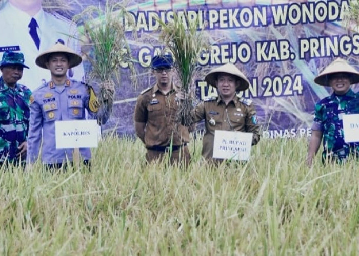 DKP3 Kota Metro Imbau Petani Panen Padi di Waktu yang Tepat
