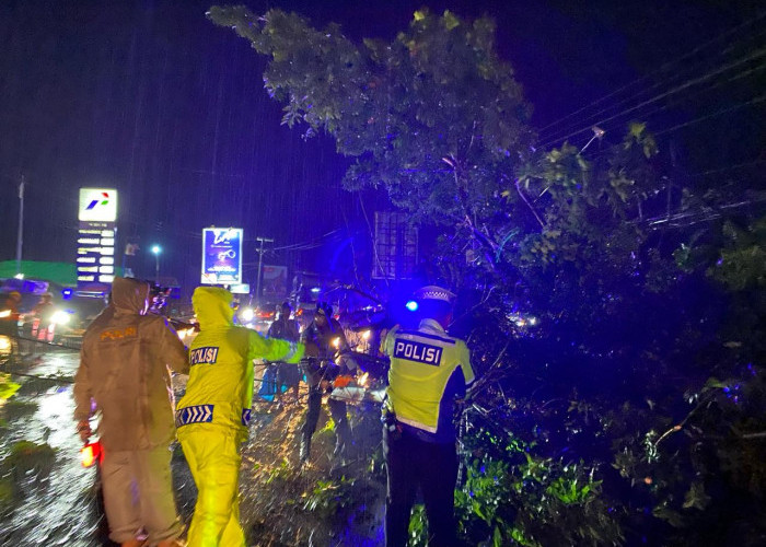 Hujan Deras, Satu Kios Buah Rusak Tertimpa Pohon Besar dan Tutupi Badan Jalinsum Tulang Bawang