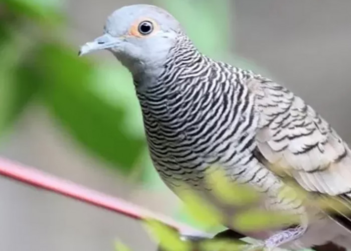Mau Burung Perkutut Sehat? Kicau Mania Jangan Berikan Makanan Ini 