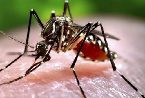 Waspada! Kabupaten/Kota Ini Paling Banyak Kasus DBD