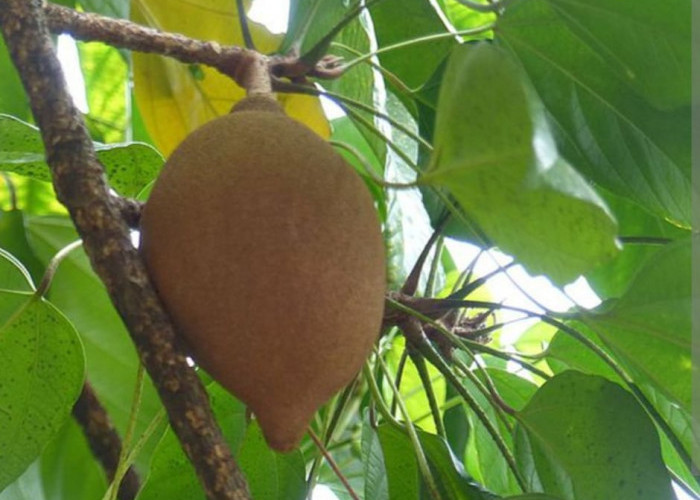  Ini Manfaat Buah Kepayang untuk Kesehatan, Ternyata Banyak Vitaminnya
