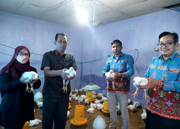 Mahasiswa Fakultas Peternakan UTB Panen Perdana Ayam Broiler